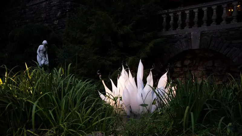 White flower glowing in the dark